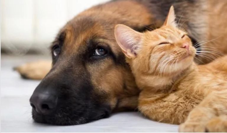 A cat and a dog having a cuddle