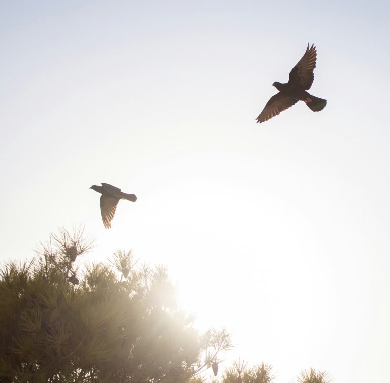Doves flying through White light in the sky like loved ones in spirit world